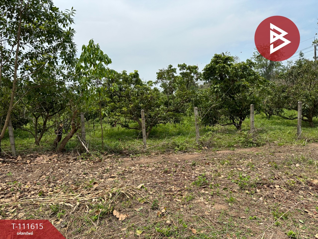 ขายที่ดิน เนื้อที่ 6 ไร่ 67.4 ตร.วา ปัว น่าน