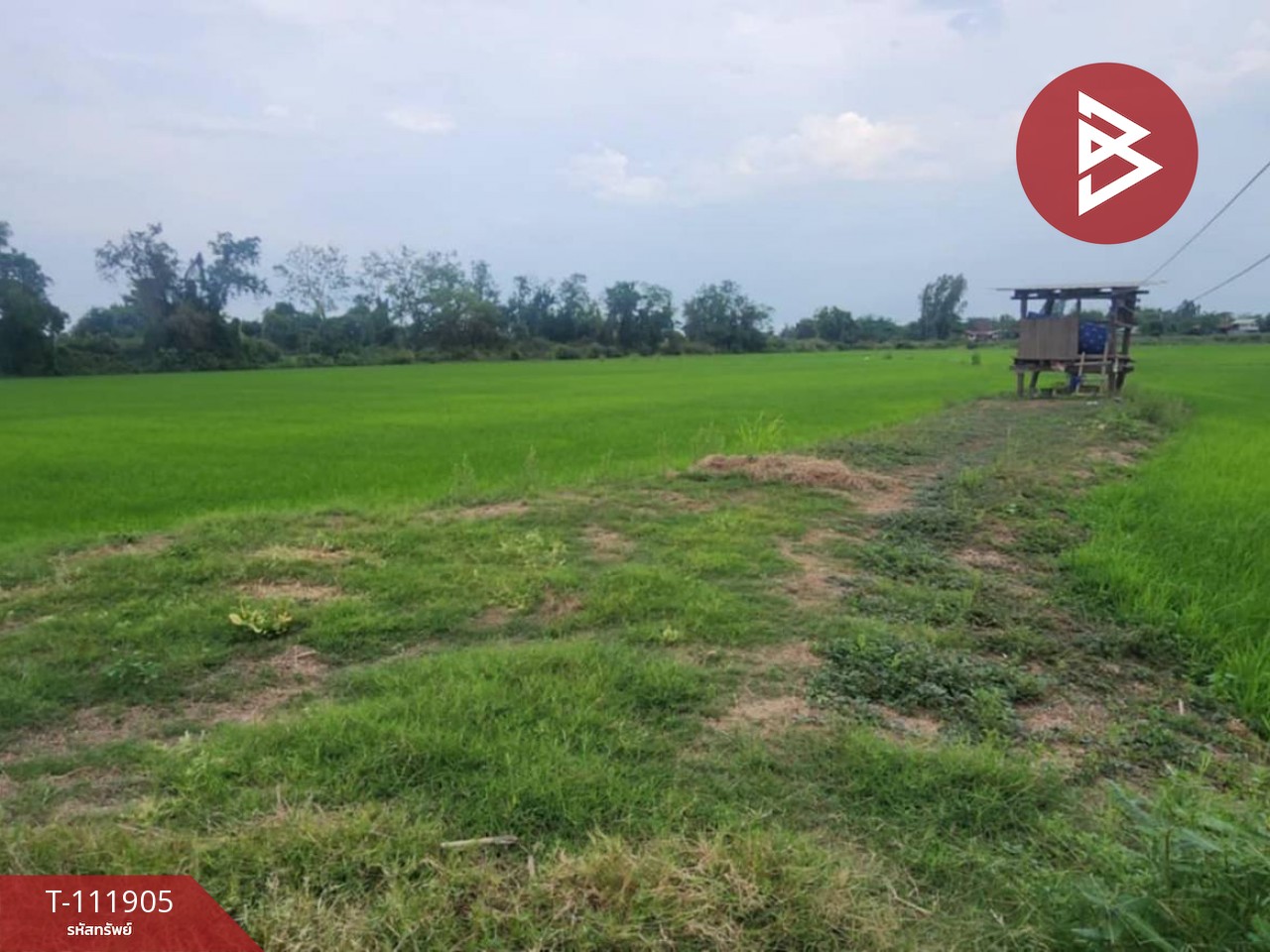 ขายที่ดิน เนื้อที่ 10 ไร่ บางระกำ พิษณุโลก