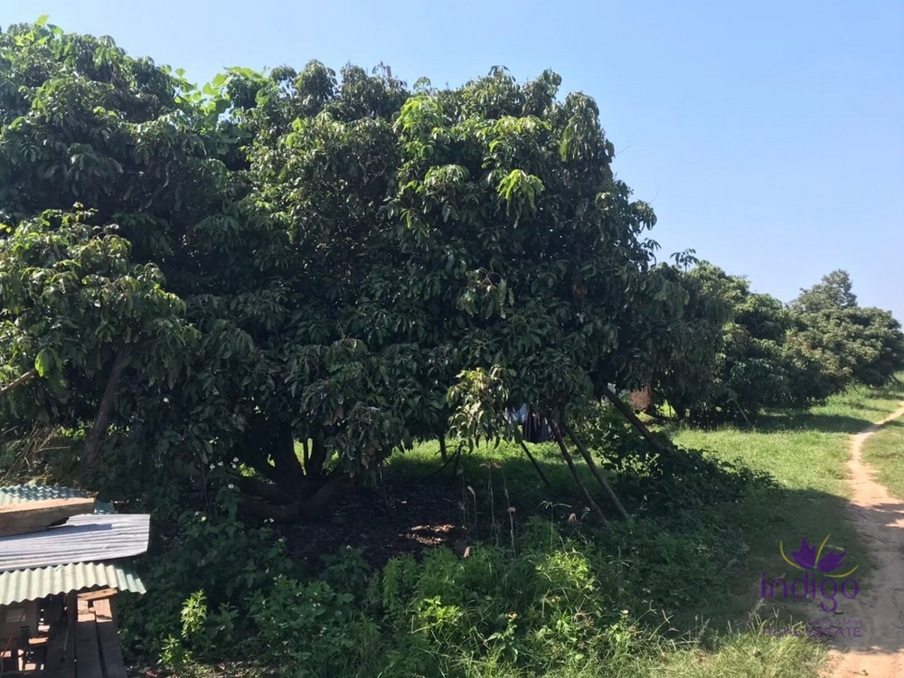 Land for sale 6 Rai 3 Ngan 76 Sqw at Pasang Lumphun