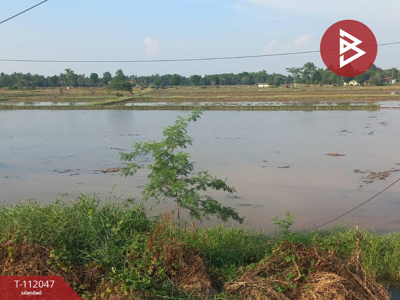 ขายที่ดิน เนื้อที่ 4 ไร่ ฆะมัง พิจิตร