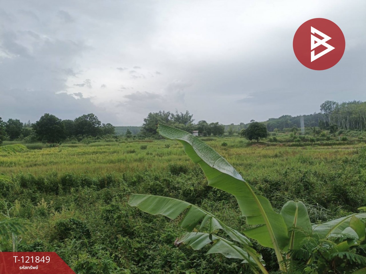 ขายที่ดินสวนผลไม้ พร้อมบ้าน 12 ไร่ 16 ตร.วา ต.บ้านนา ระยอง