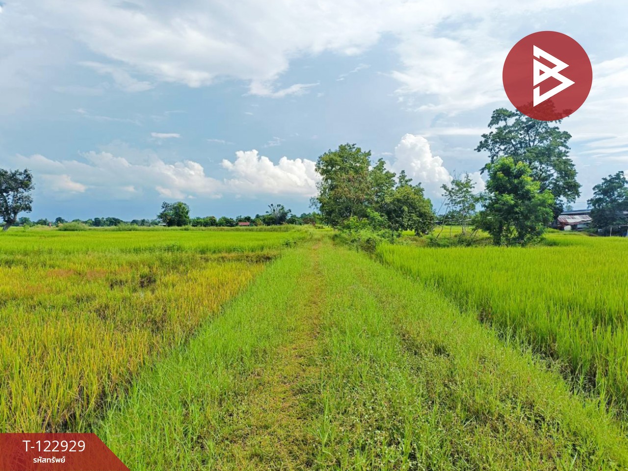 ขายที่ดิน เนื้อที่ 11 ไร่ 3 งาน 20 ตร.วา ยางตลาด กาฬสินธุ์