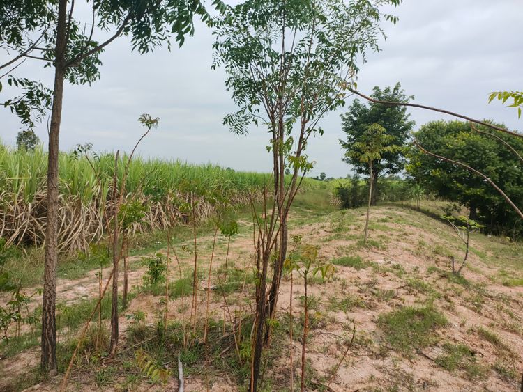 ขาย ที่ดิน ตำบลเมืองไผ่ อำเภออรัญประเทศ จังหวัดสระแก้ว, ภาพที่ 4