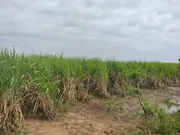 ขาย ที่ดิน ตำบลเมืองไผ่ อำเภออรัญประเทศ จังหวัดสระแก้ว