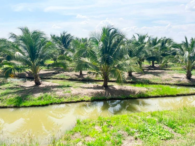ขาย ที่ดิน ตำบลคลองวัว อำเภอเมืองอ่างทอง จังหวัดอ่างทอง, ภาพที่ 4