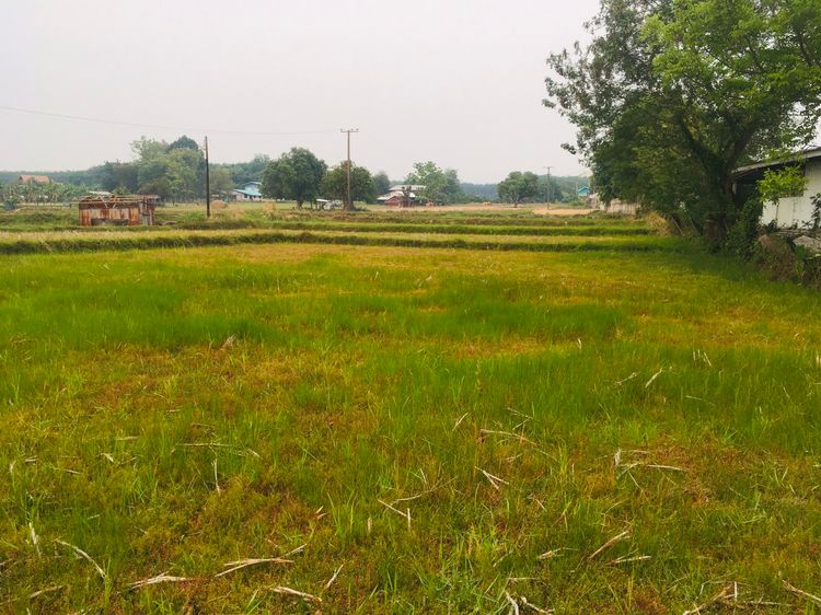 ขาย ที่ดิน ตำบลบึงโขงหลง อำเภอบึงโขงหลง จังหวัดบึงกาฬ, ภาพที่ 4