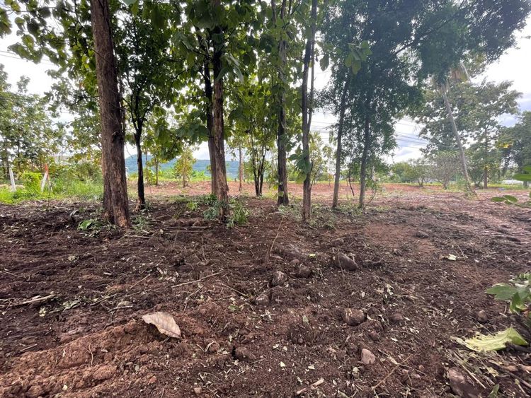 ขาย ที่ดิน ตำบลวังนกแอ่น อำเภอวังทอง จังหวัดพิษณุโลก, ภาพที่ 4