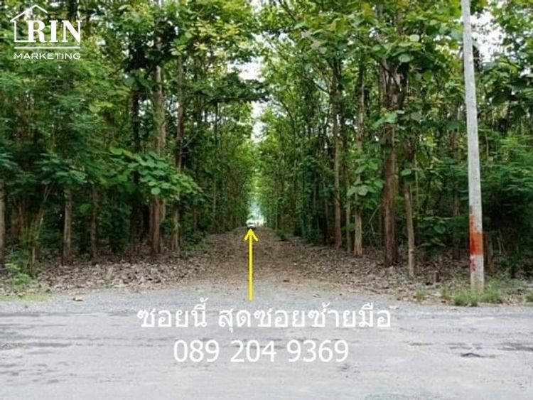 ขายที่ดินพร้อมต้นสักทอง 319 ตรว.โครงการสวนเกษตร ทุ่งดินดำรีสอร์ท, ภาพที่ 4