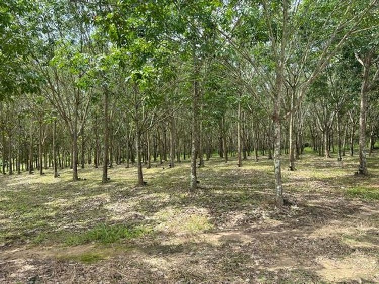 ขายที่ดิน 42ไร่ 8ล้านบาท โฉนดครุฑเขียว นส3ก. ถนนเข้าออก ต.หนองพันทา, ภาพที่ 4