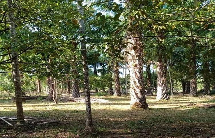 ขายที่ดินพร้อมสวนปาล์ม 8 ไร่ 2 งาน ติดถนน มีไฟพร้อม ซอยพัฒนา 6, ภาพที่ 4