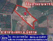 ที่ดินสวนยางพารา 39 - 2 - 9 ไร่ ต.ซาง อ.เซกา จ.บึงกาฬ