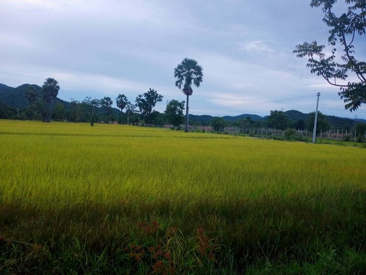 ขาย ที่ดิน ตำบลไร่โคก อำเภอบ้านลาด จังหวัดเพชรบุรี, ภาพที่ 4