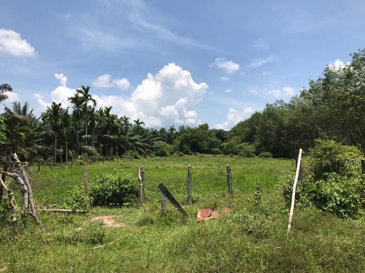 ขาย ที่ดิน ตำบลนาเตย อำเภอท้ายเหมือง จังหวัดพังงา, ภาพที่ 4