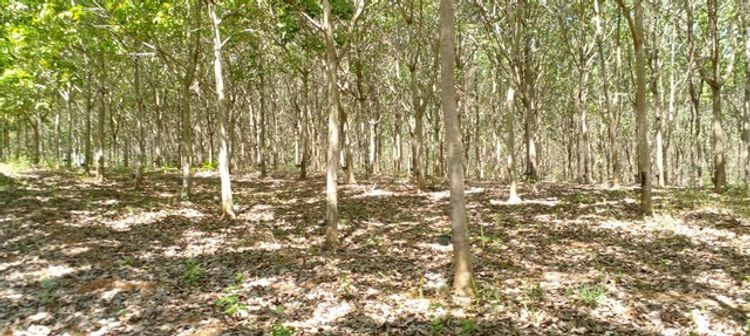ขายที่ดิน ภ.บ.ท.5 #พิกัด อ.น้ำหนาว จ.เพชรบูรณ์ติดภูฮี มีลำธารไหลผ่าน, ภาพที่ 4