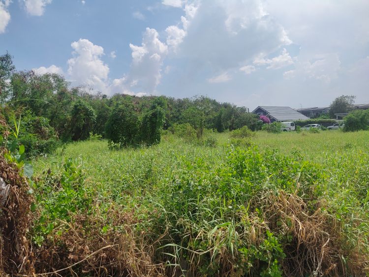 ขาย ที่ดิน แขวงบางแวก เขตภาษีเจริญ กรุงเทพมหานคร, ภาพที่ 4