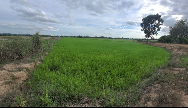 ขาย ที่ดิน ตำบลบ้านใหม่ไชยมงคล อำเภอทุ่งเสลี่ยม จังหวัดสุโขทัย, ภาพที่ 4