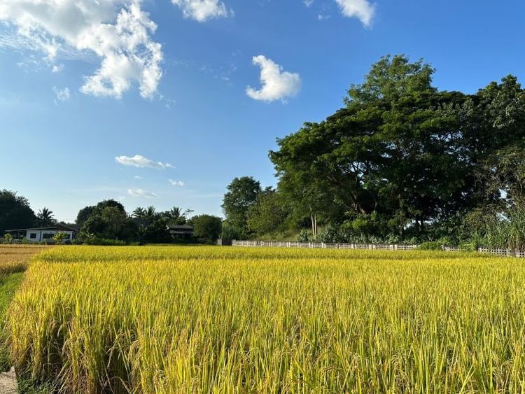 ขายที่ดินแม่ออน ที่นาข้าว วิวเขา พร้อมบ้านสวน เนื้อที่ 2-3-17 ไร่, ภาพที่ 4