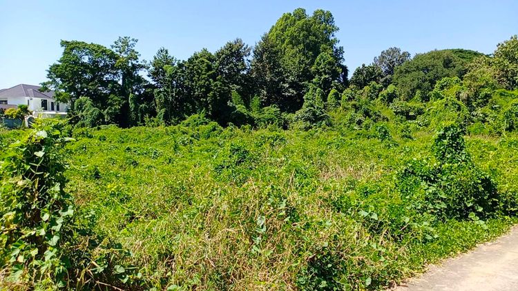 ขาย ที่ดิน ตำบลแพรกศรีราชา อำเภอสรรคบุรี จังหวัดชัยนาท 174 ตรว., ภาพที่ 4
