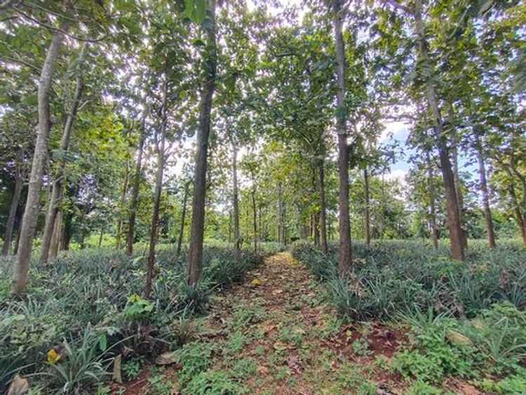  ขายที่ดินสวย บนเนิน ใกล้ ม. แม่ฟ้าหลวง เนื้อที่ 2 ไร่ 2 งาน 96 ตรว. , ภาพที่ 4