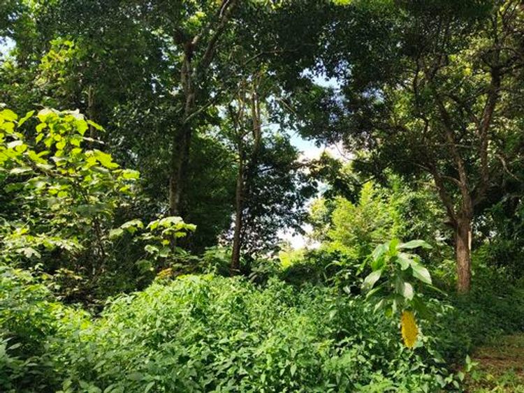 ขายที่ดินสวยบนเนิน ใกล้ ม. แม่ฟ้าหลวง เชียงราย 4 ไร่ 2 งาน 98 ตรว. , ภาพที่ 4