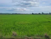 ขายด่วน ที่ดินแปลงสวย ทำเลดี ใกล้ถนนใหญ่ อำเภอทุ่งเสลี่ยม จังหวัดสุโขทัย