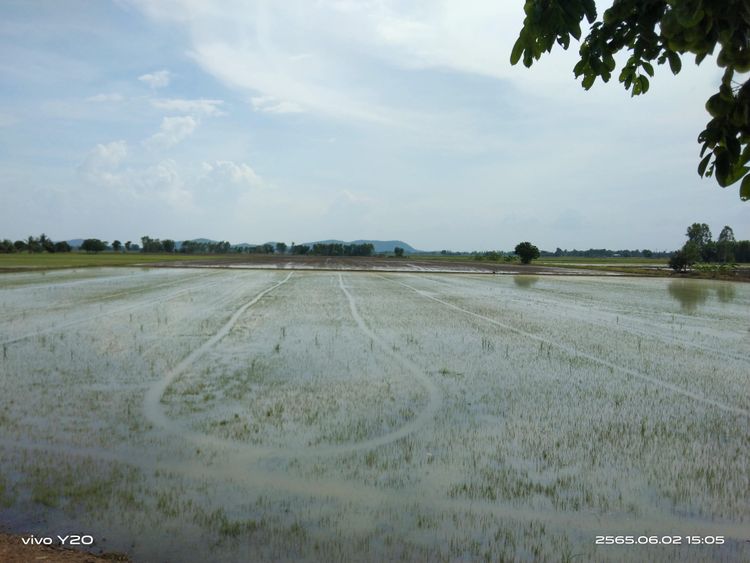 ขาย ที่ดิน ตำบลโคกช้าง อำเภอเดิมบางนางบวช จังหวัดสุพรรณบุรี, ภาพที่ 4