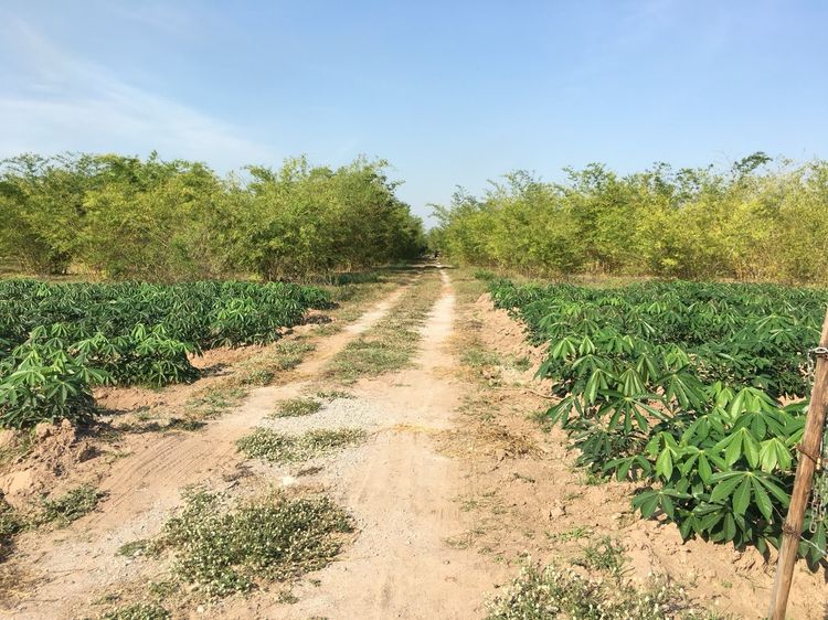 ขาย ที่ดิน ตำบลหนองประดู่ อำเภอเลาขวัญ จังหวัดกาญจนบุรี, ภาพที่ 4