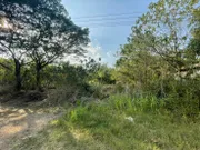 ขาย ที่ดิน ตำบลไผ่ท่าโพ อำเภอโพธิ์ประทับช้าง จังหวัดพิจิตร