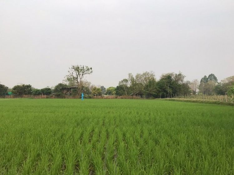 ขายที่ดินเปล่า1 ไร่ 3งาน 50 ตร.ว หมู่บ้านทุ่งยาว อ.สันทราย จ.เชียงใหม่ , ภาพที่ 4