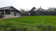 ขายที่ดิน 124 ตรว. เพียง 900,000 บาท #หางดง #ยังไม่ได้ถม #ด้านหน้าติดคลองชลประทานเล็ก น้ำไหลผ่านตลอด