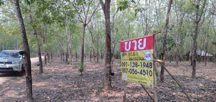 ขายที่สวนยางพาราพร้อมกรีด11-0-46ไร่ติด ถ.คอนกรีต บ้านเทพบันดาล ต.เซกา , ภาพที่ 4