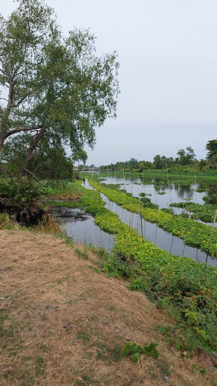 ที่ดินติดคลองดำเนินสะดวก ใกล้วัดบางยาง เขตเชื่อมต่อบ้านแพ้ว-กระทุ่มแบน, ภาพที่ 4