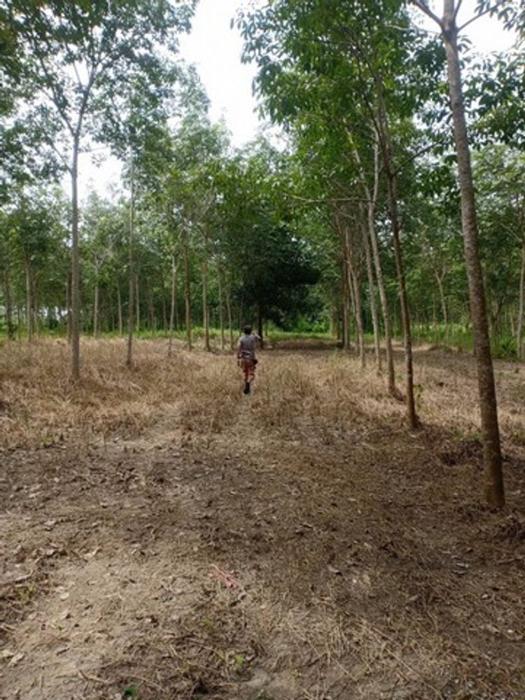 ขายที่ดิน อำเภอตะกั่วทุ่ง จังหวัดพังงา หลังสวนน้ำ 360 องศา , ภาพที่ 4