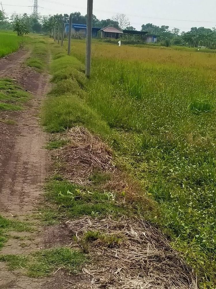 ขาย ที่ดิน เลียบคลอง 13 ขายที่ดินสวย ทำเลดี ( 4 ไร่ 1 งาน 50 ตรว.) , ภาพที่ 4