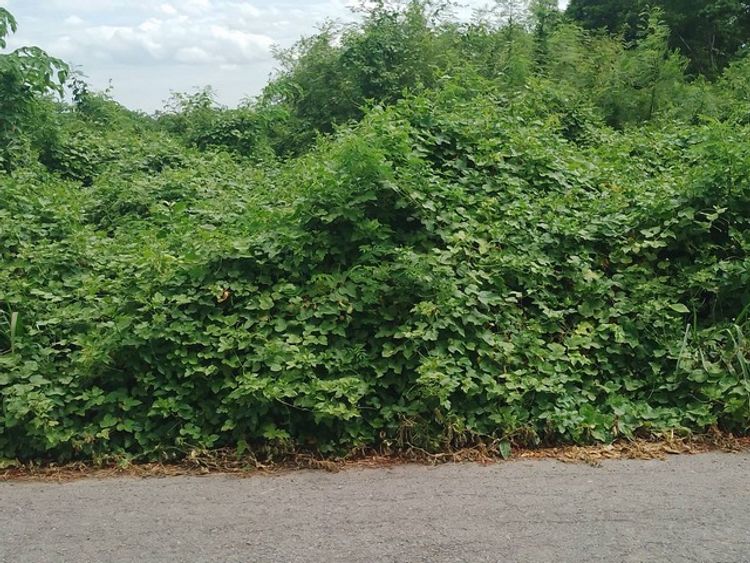 ขายที่ดิน ใกล้วัดม่วง อำเภอวิเศษชัยชาญ จังหวัดอ่างทอง ขนาด 5 ไร่, ภาพที่ 4