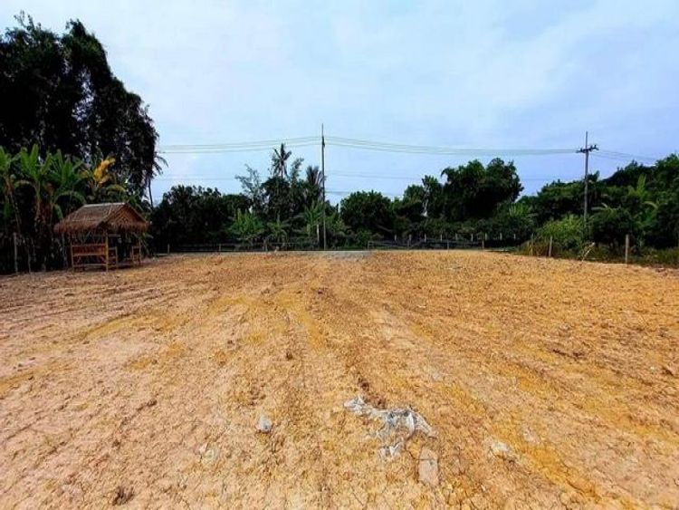 ขายที่ดินแบ่งเริ่ม 53ว.399,000บ. ฟรีโอน สาธารณูปโภคครบ ใกล้จังเกิ้ล, ภาพที่ 4