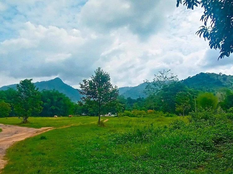 ขายถูกมาก!! ที่ดินไร่ทอฝัน 23-3-23 ไร่ วิวสวย บรรยากาศดี 1 นาที, ภาพที่ 4