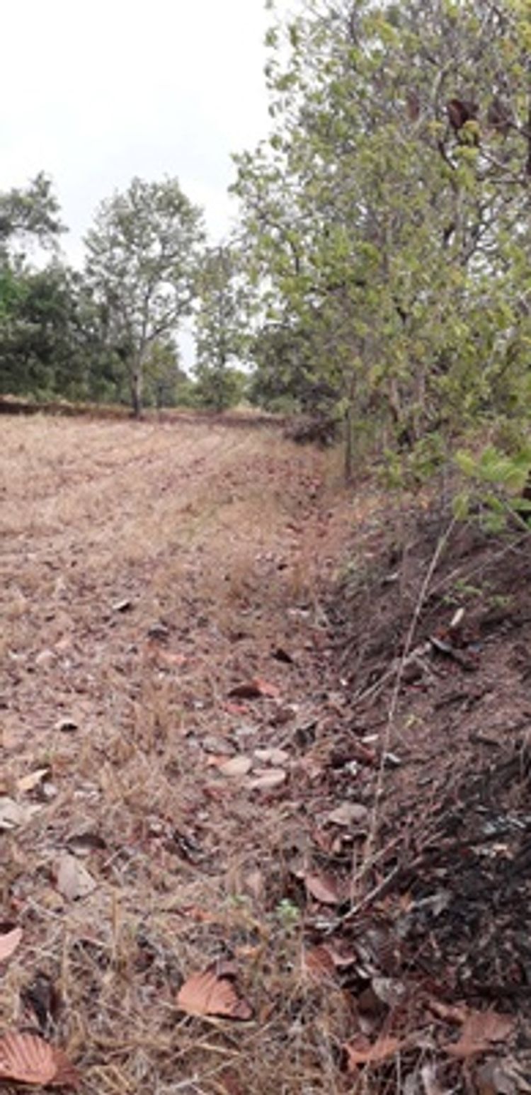 R074-004 ขายถูกมากกก ที่ดิน 9 ไร่ ติดถนนลาดยาง ต. จานลาน อ.พนา, ภาพที่ 4