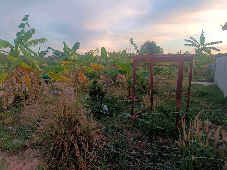 ขายถูกมาก!! บ้านพร้อมที่ดิน 2 งาน 91 ตร.ว. ทำเลทอง อ.เมืองยโสธร , ภาพที่ 4
