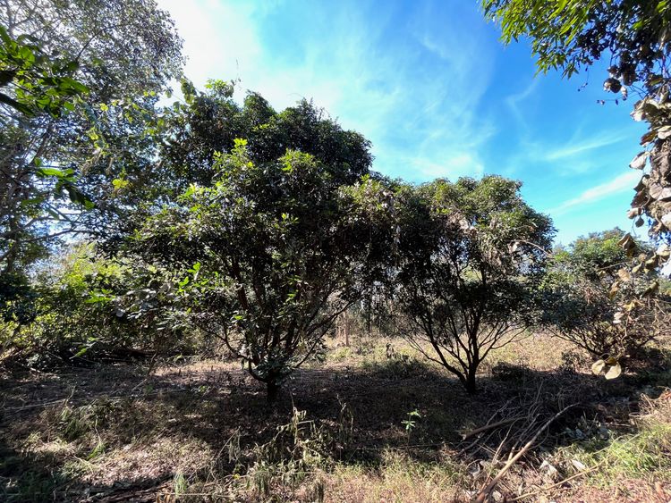 ขาย ที่ดิน ตำบลเชียงคาน อำเภอเชียงคาน จังหวัดเลย, ภาพที่ 4