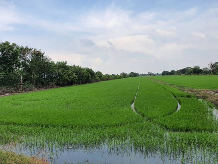 ที่ดิน ที่ดินเปล่า ต.คูบางหลวง อ.ลาดหลุมแก้ว จ.ปทุมธานี คุ้มค่า, ภาพที่ 4