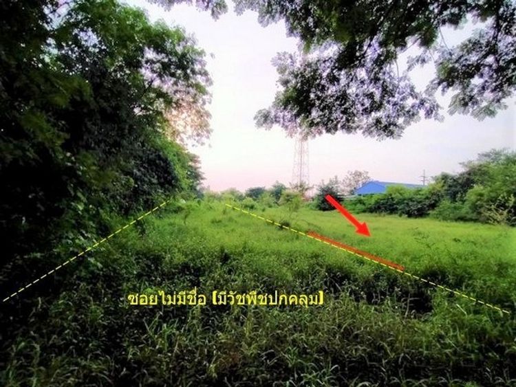 ขายที่ดินว่างเปล่า หมู่บ้านกุดดินจี่ หนองบัวลำภู (PKK01-10521), ภาพที่ 4