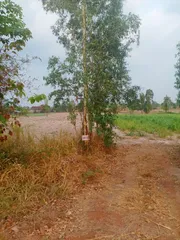 ขาย ที่ดิน ตำบลสามขา อำเภอกุฉินารายณ์ จังหวัดกาฬสินธุ์