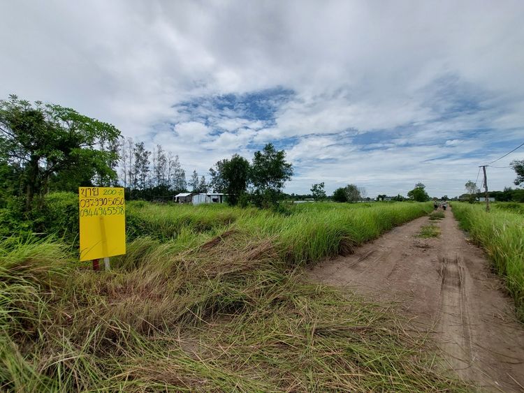 ขายด่วน! ที่ดิน 200 ตรว คลอง 9 ฝั่งขาออก ตำบลบึงบา อำเภอหนองเสือ, ภาพที่ 4