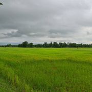 ขายด่วนที่ดิน  ต.หลักเขต  อ.เมือง  จ.บุรีรัมย์