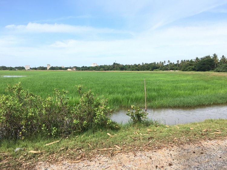 📣🏞 ขายที่ดิน 6 ห้อง หลังปัตตานีคอนกรีต ต.รูสะมิแล อ.เมือง จ.ปัตตานี, ภาพที่ 4