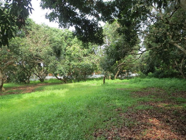 🗾 ขายที่ดินใกล้โรงแรมโฟร์ซีซั่น - Land for sale near Four Seasons, ภาพที่ 4