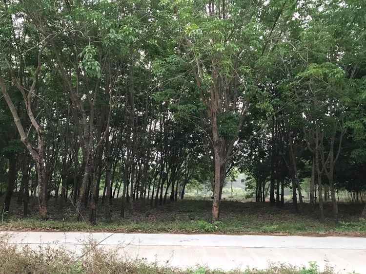 ขาย ที่ดิน ตำบลโพนข่า อำเภอเมืองศรีสะเกษ จังหวัดศรีสะเกษ, ภาพที่ 4