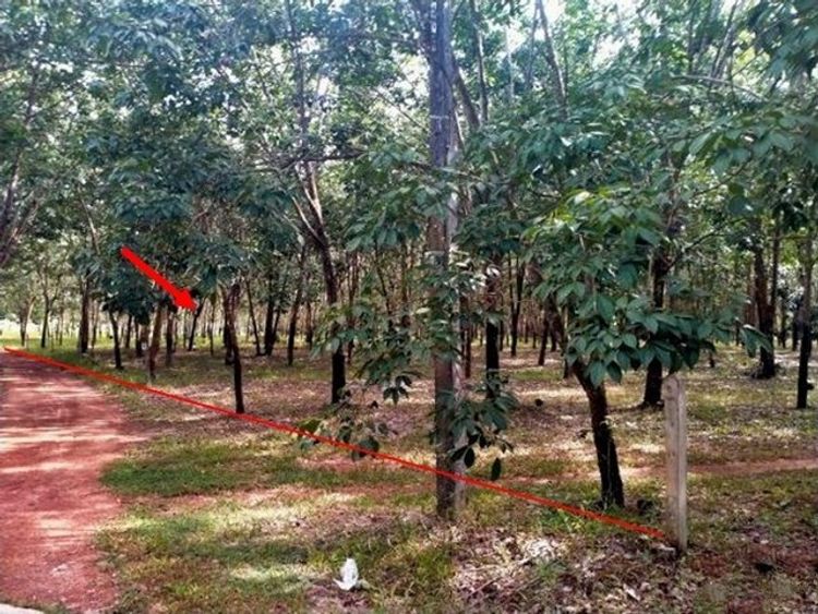 ขายที่ดินว่างเปล่า   หมู่บ้านชุมชนบ้านดงเกษม บึงกาฬ (PKK01-10603), ภาพที่ 4