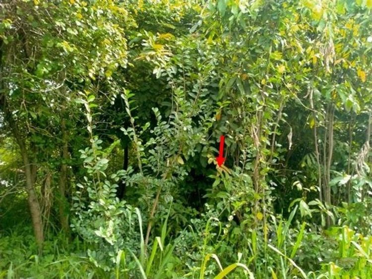 ขายที่ดินว่างเปล่า   อำเภอศรีวิไล  บึงกาฬ (PKK01-11296), ภาพที่ 4
